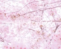 東京　桜の開花　